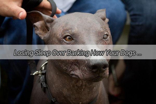 Losing Sleep Over Barking How Your Dogs Noises Affect Your Restful Nights